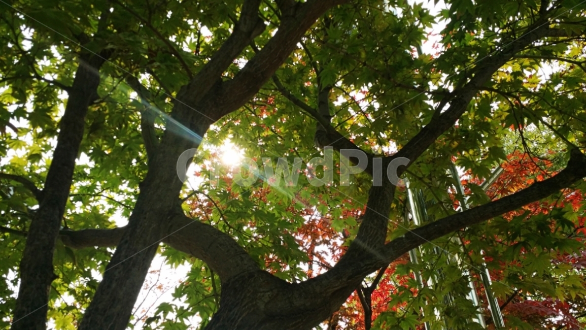 햇살,햇빛,나무,자연,싱그러운,자연,풍경,nature,landscape,plant,식물