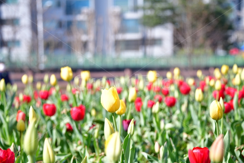 plant,식물,flower,blossom,꽃,tulip,튤립,노랑,빨강,초록
