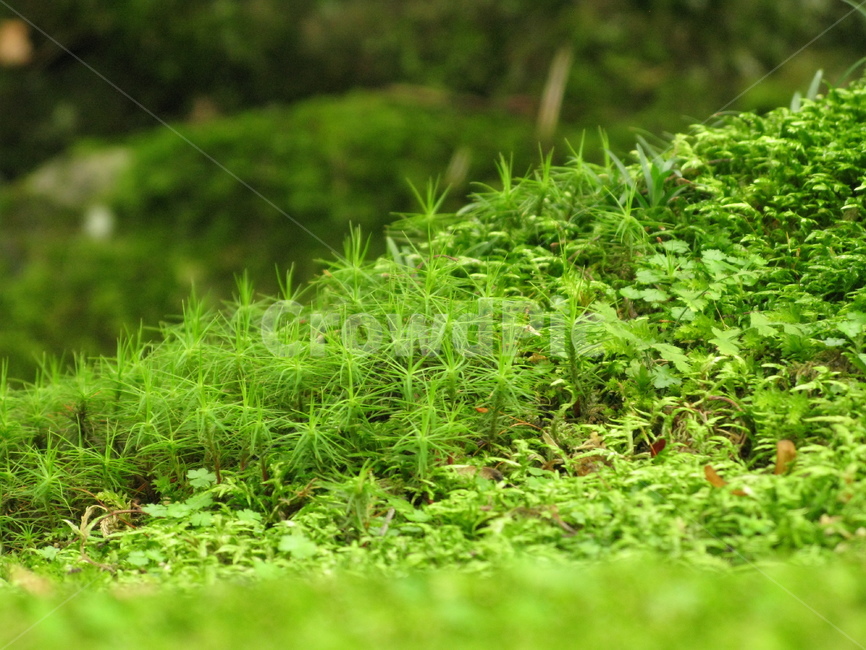 이끼,식물,plant,moss,솔이끼,식물,자연,plants,nature
