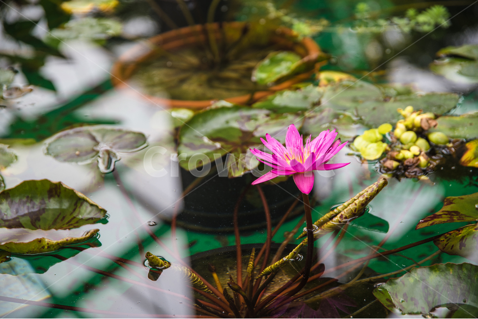 식물원,온실,연못,반영,수련,빨강꽃,식물,자연,plants,nature,꽃,flower