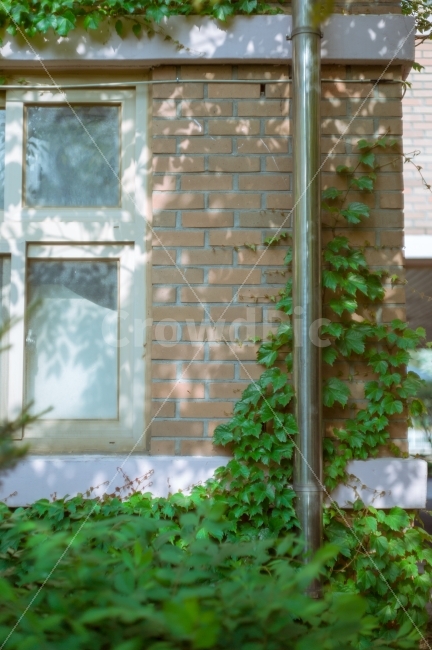 덩쿨,벽,그림자,빛,구도,감성,목가적인,이야기,스토리,ivy,wall,sunlight,shadow,sensitive,story,scene,건축물,건물외관,exterior,building,structure,architecture,construction
