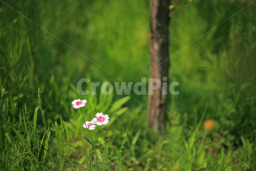 자연,꽃,빨강,초록,초여름,초롱꽃,식물,자연,plants,nature,꽃,flower