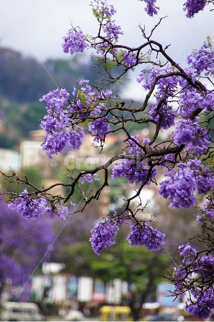 꽃,나무,보라색꽃,자카란다,flower,호수,외국풍경,자연,식물,nature,trees,green,world,wood,purple,하늘,sky,식물,자연,plants,nature,꽃,flower