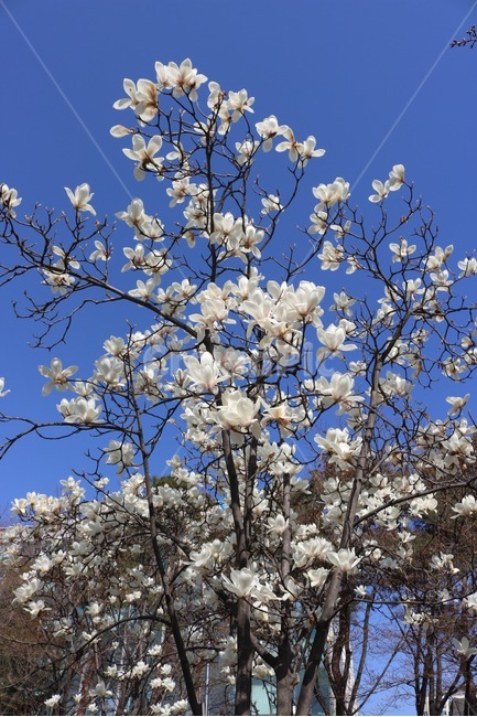 목련,꽃,나무,하늘,magnolia,flower,tree,sky,봄,계절,spring,season,식물,자연,plants,nature,꽃,flower,plant,blossom