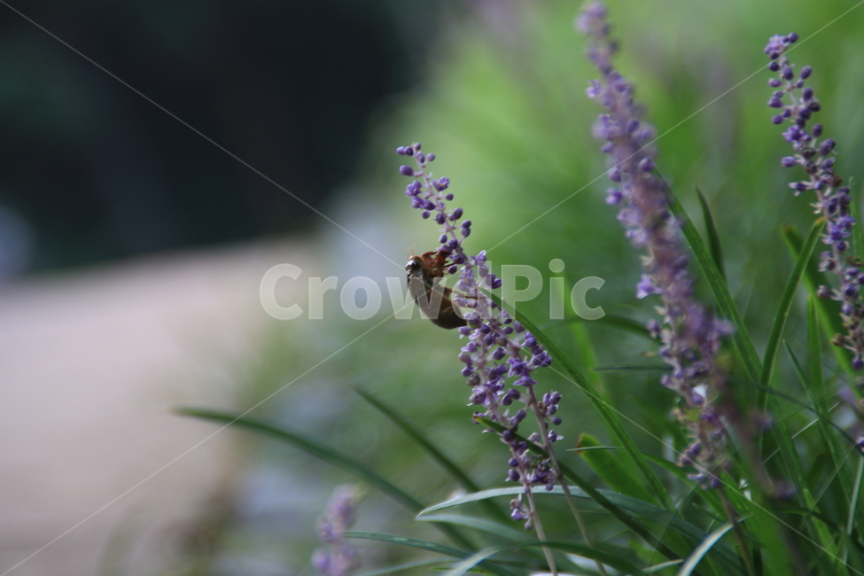 꽃,길,여름,매미,보라색,식물,자연,plants,nature,꽃,flower