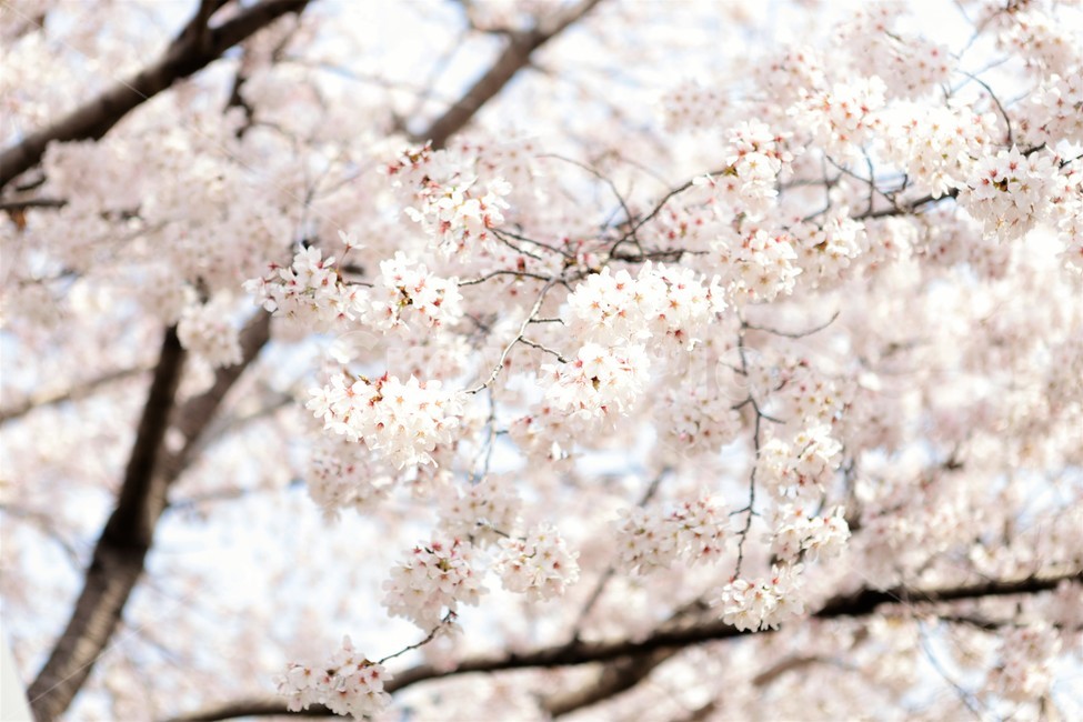 벚꽃,꽃,자연,나무,봄,꽃봉우리,핑크,하늘,분홍,가지,봄,계절,spring,season,식물,자연,plants,nature,꽃,flower,plant,blossom