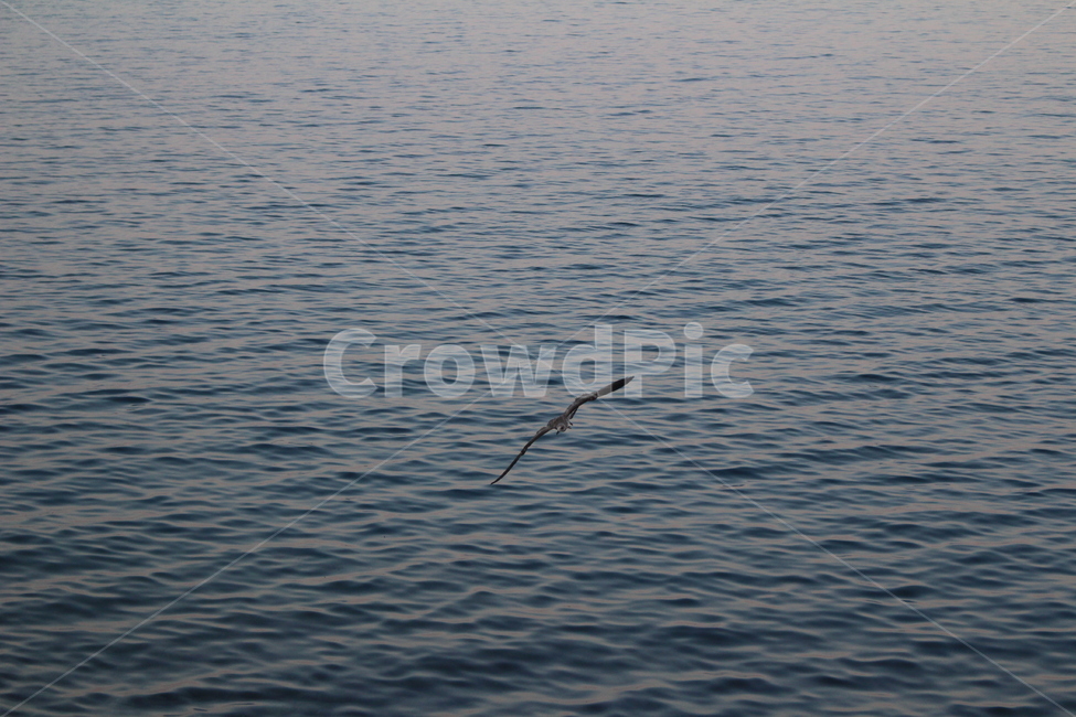 갈매기,바다,새,바다새,gull,mewgull,commongull,bird,ocean,sea,동물,animal,조류,새,birds