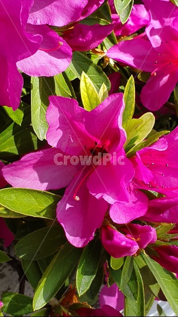 철죽,자연,벌,일,꿀벌,빨강,꽃,봄,집중,봄,계절,spring,season,식물,자연,plants,nature,꽃,flower,동물,animal,곤충,벌레,insect,bug,geranium,제라늄,plant,blossom