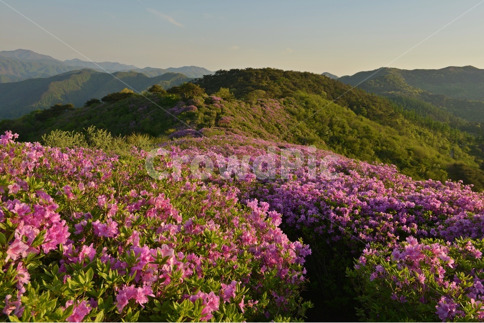 plant,식물,blossom,전북,남원,봉화산,봉화산철쭉제,철쭉,철뚝꽃,철뚝제,봉화산아침,여명,일출,해돋이,flower,꽃,flare,플레어,light,빛,sunlight,햇빛,자연,outdoors,옥외,mountain,산,mountainrange,산맥,slope,경사