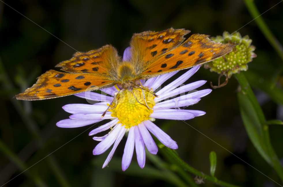 네발나비,나비,꽃,여름꽃,감성,자연,계절,접사,곤충,벌레,insect,bug
