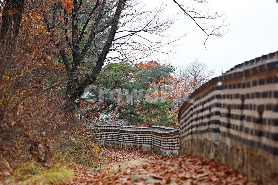 남한산성,성,성곽,단풍,낙엽,길,둘레길,숲,숲길,담,돌담,가을,자연,풍경,벽,울긋불긋,산성,식물,가을,계절,fall,autumn,season