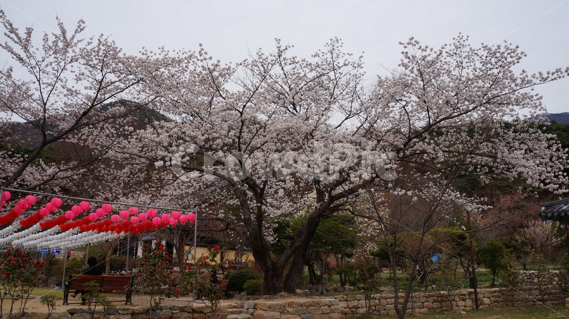벚꽃,나무,절,풍경,산,봄