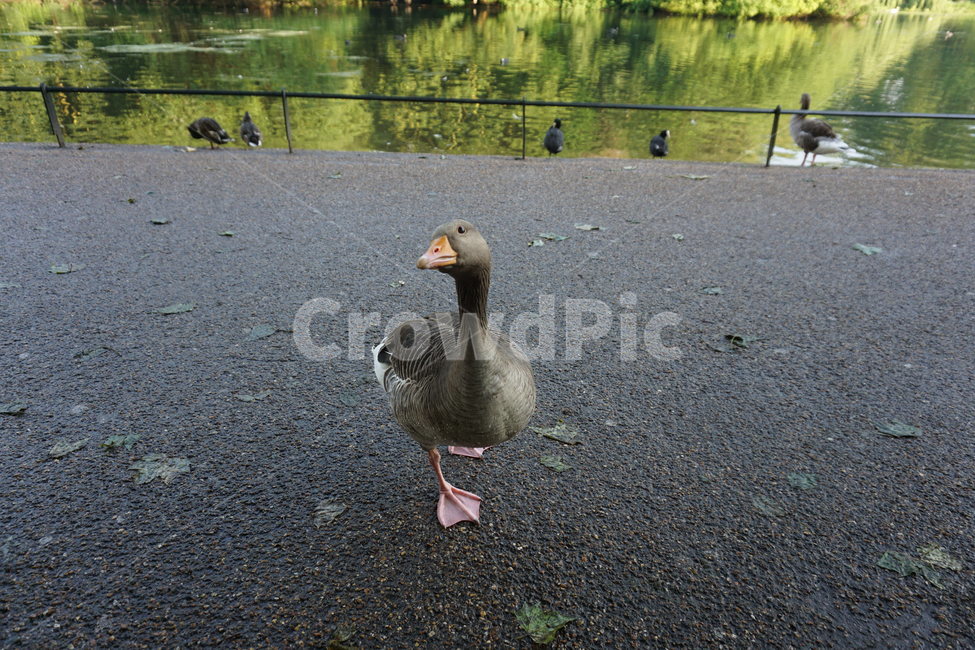 오리,공원,영국,런던,duck,park,동물,animal,포유류,mammal,조류,새,birds