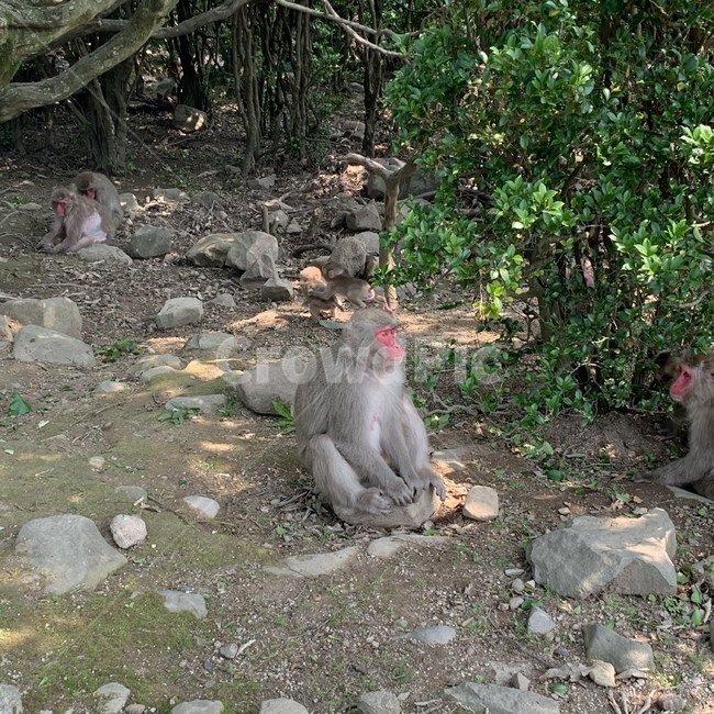 동물,원숭이,앉아있는원숭이,멍때리기,원숭이마을,동물,animal,포유류,mammal