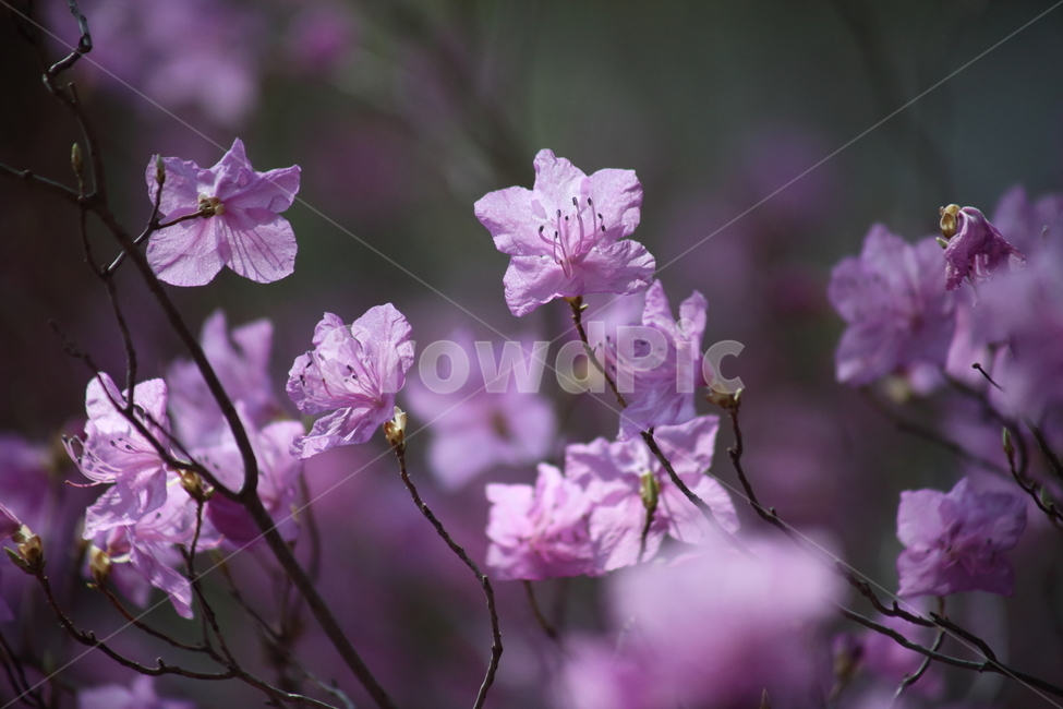 진달래,꽃,두견화,koreanrosebay,봄,봄,계절,spring,season,식물,자연,plants,nature,꽃,flower,geranium,제라늄,plant,blossom