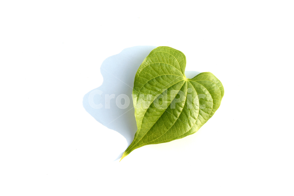 closeup,fresh,green,heart,heartshape,leaf,leaves,macro,natural,nature,plant,single,solo,sponge gourd,클로즈업,신선한,그린,녹색,하트,하트모양,모양,하트잎,잎,나뭇잎,잎사귀,자연,식물,수세미잎,흰배경,그림자,식물,자연,plants,nature,누끼,remove background