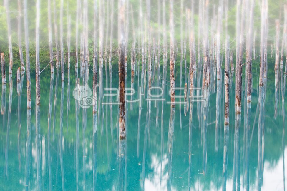 blue pond,pond,in the woods,forest,dead wood,reflection,nature,Hokkaido,hokkaido,Aoiike,blue,outdoors,mysterious,garden,lake,park