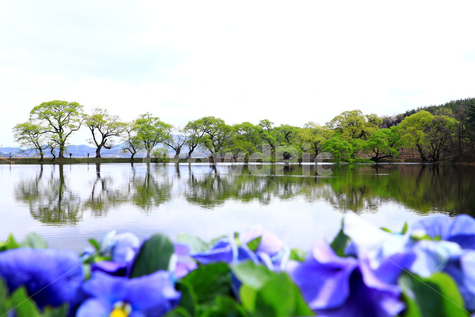 반영,관곡지,풍경,봄,자연,자연,풍경,nature,landscape,한국자연풍경,한국자연경관,korea nature landscape,water,물,outdoors,옥외