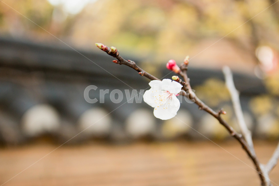 식물,꽃,blossom,plant,flower