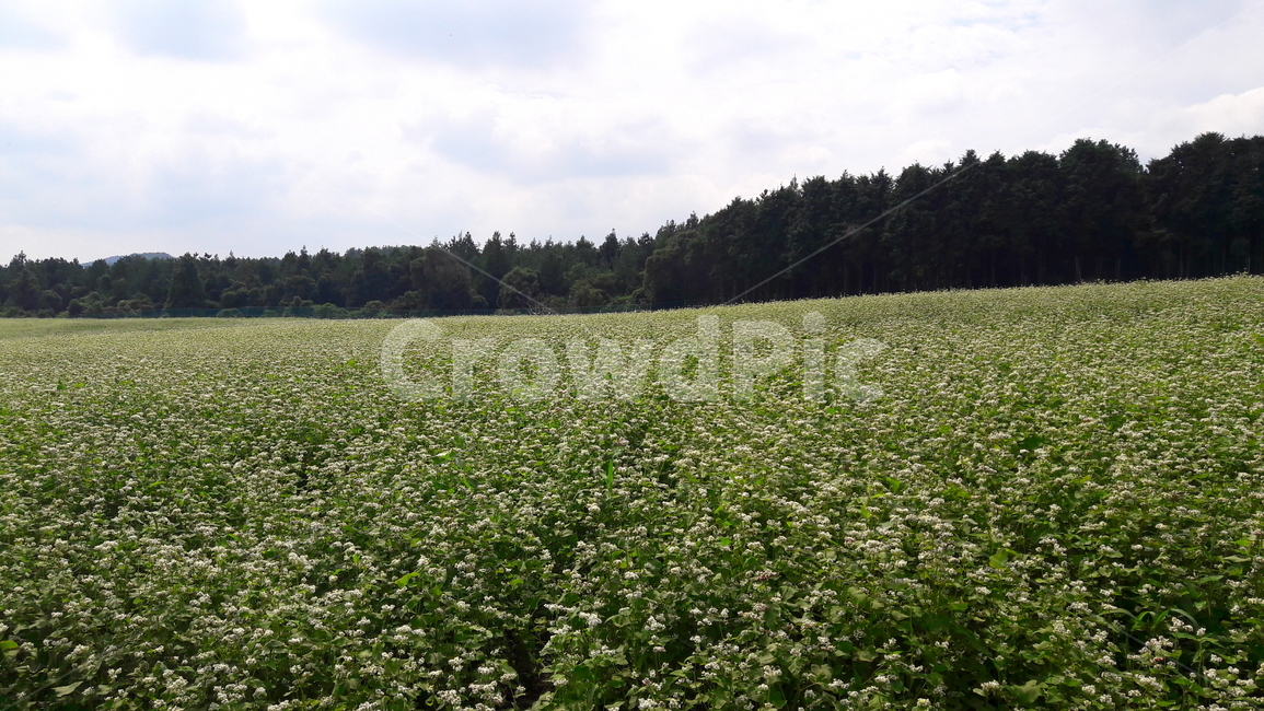 field,들,nature,자연,countryside,꽃밭,flower,flowergarden,메밀꽃,buvkwheatflower