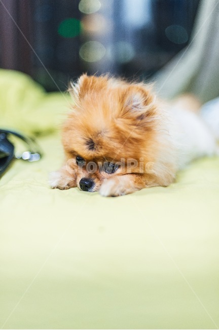 강아지,개,애완견,애완동물,동물,dog,소형견,반려견