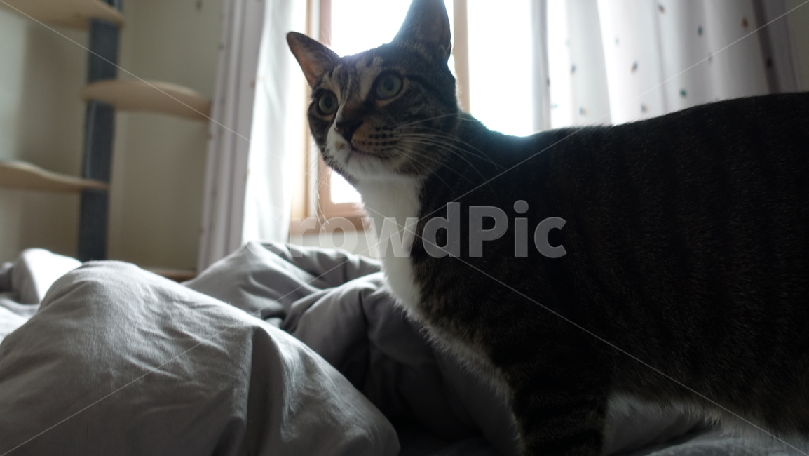 고양이,코숏,코숏고등어,애완동물,동물,동물,animal,포유류,mammal,고양이,cat,kitten,kitty