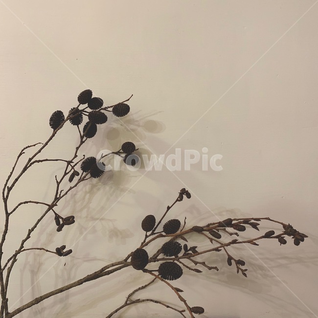 드라이플라워,그림자,꽃,회색,인테리어,식물,자연,plants,nature