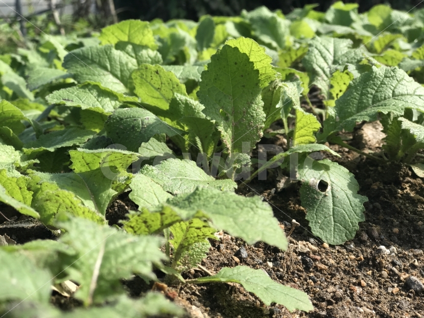가을,밭,채소,야채,식물,식물,자연,plants,nature,채소,야채,vegetables
