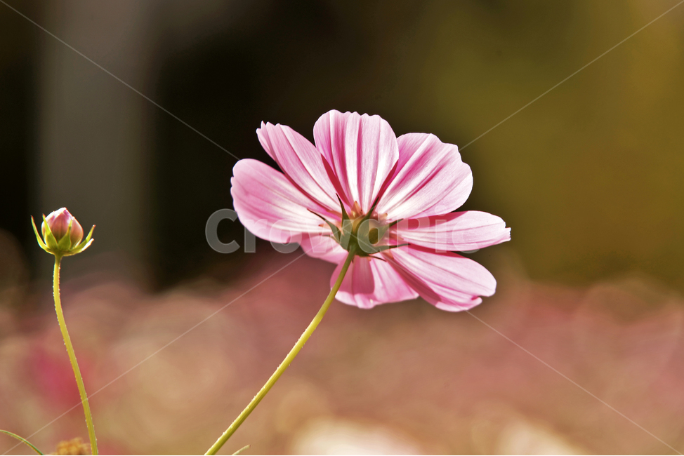 코스모스,가을,계절,꽃,식물,야생화,꽃밭,핑크,분홍색,식물,자연,plants,nature,꽃,flower