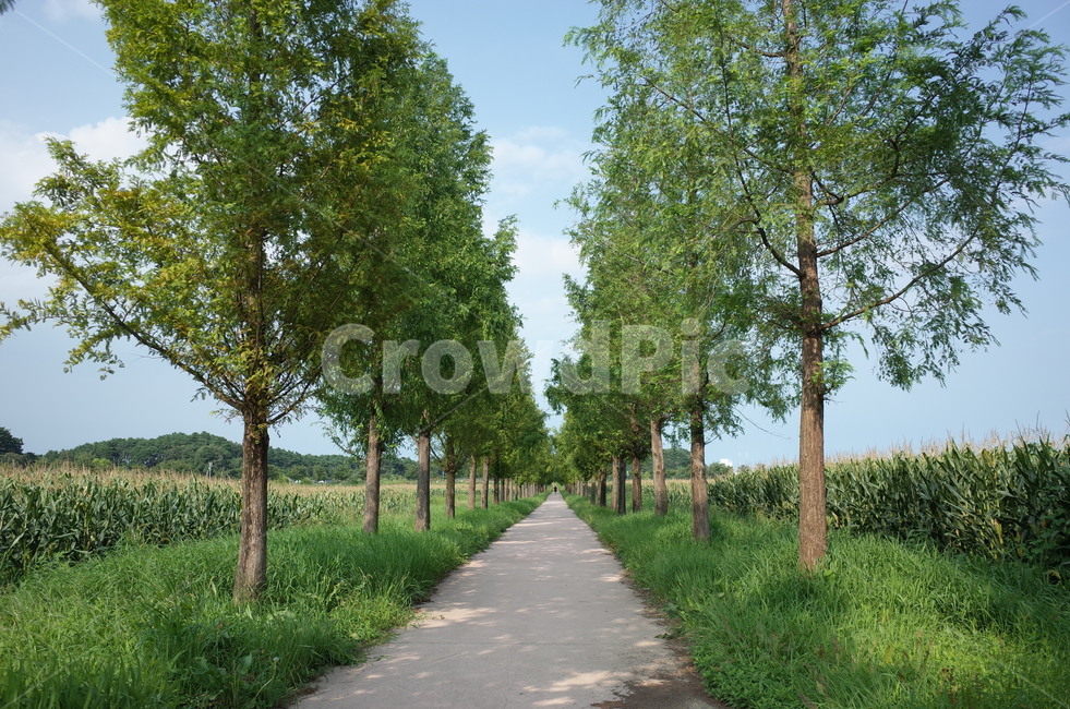 tree,나무,plant,식물,자연,풍경,여름,사계절,나무줄기,treetrunk,낮,자연,풍경,nature,landscape,tree trunk,나무 줄기