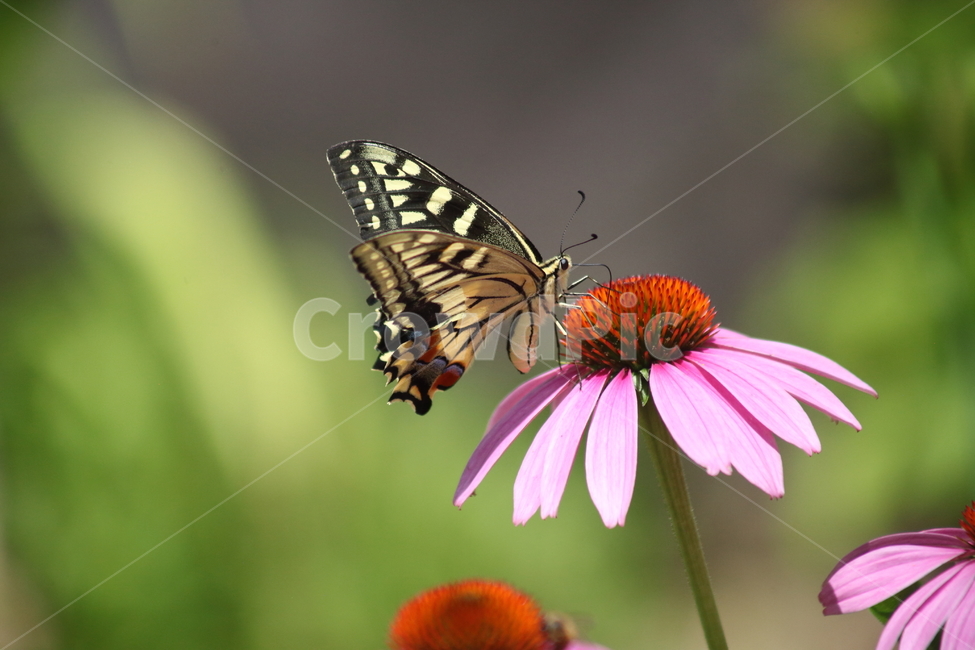 꽃,암끝검은표범나비,나비,동물,butterfly,에키네시아,echinacea,동물,animal,곤충,벌레,insect,bug