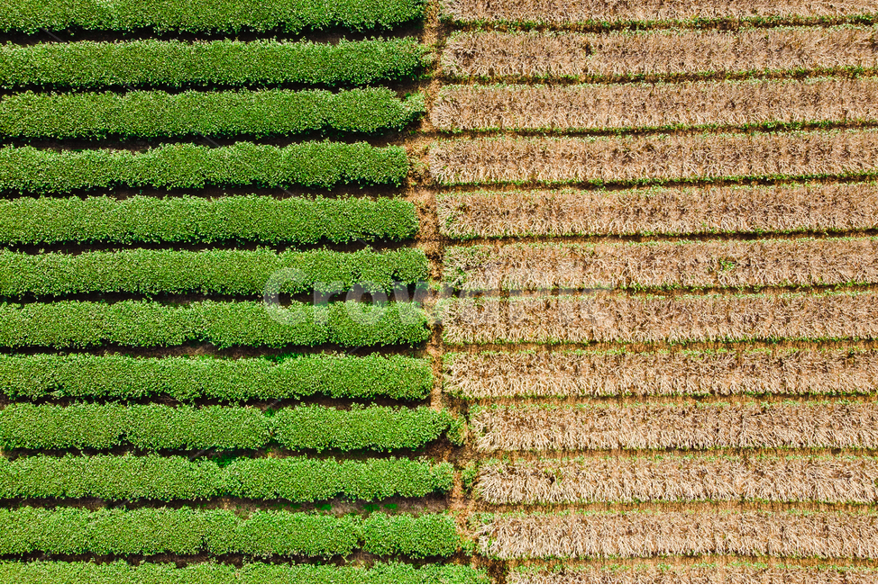 제주,제주도,녹차,녹차밭,자연,그린,녹색,길,풍경,식물,plant,농업,농사,agriculture,farming,farming industry
