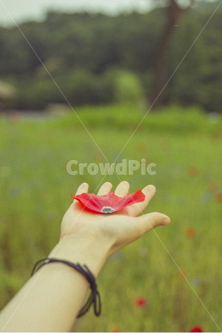 인천,공원,장미,꽃밭,꽃,풍경,봄,자연,아름다운,숲,꽃,flower,사람,인물,인간,human,person,신체일부,몸,body