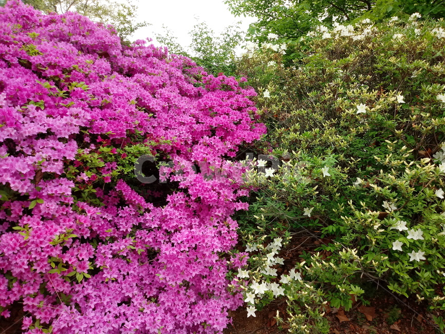 철쭉,smilerosebay,진달래과,식물,봄꽃,개꽃나무,springseasonflower,척촉화,낙엽관목,관상용