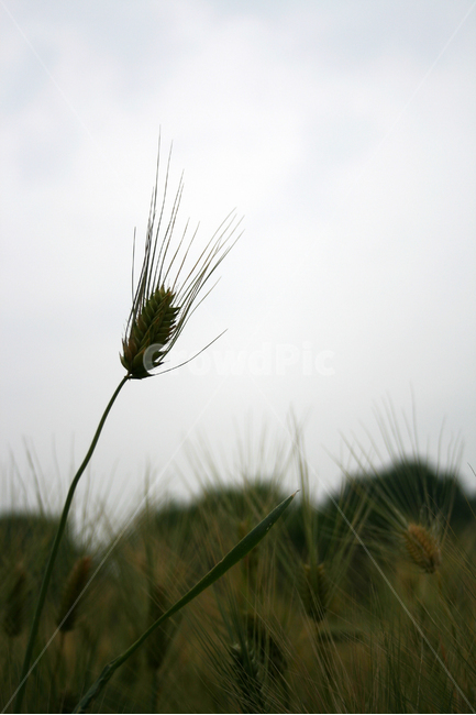 보리,보리밭,식물,plants,nature,바람,자연,풍경,nature,landscape,식물,plants,plant,grass,잔디,food,음식