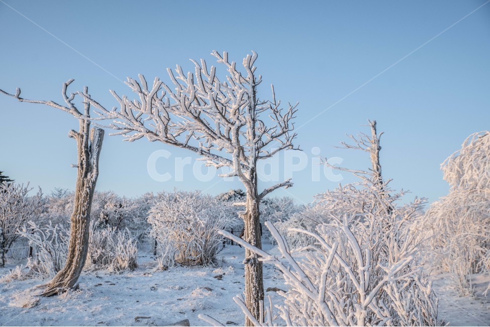 겨울,태백산,상고대,눈꽃,설산,겨울,계절,winter,season,식물,자연,plants,nature,나무,trees,wood