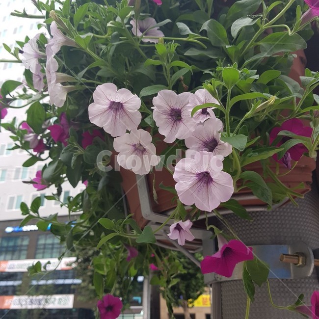 geranium,식물,blossom,꽃,베치니아