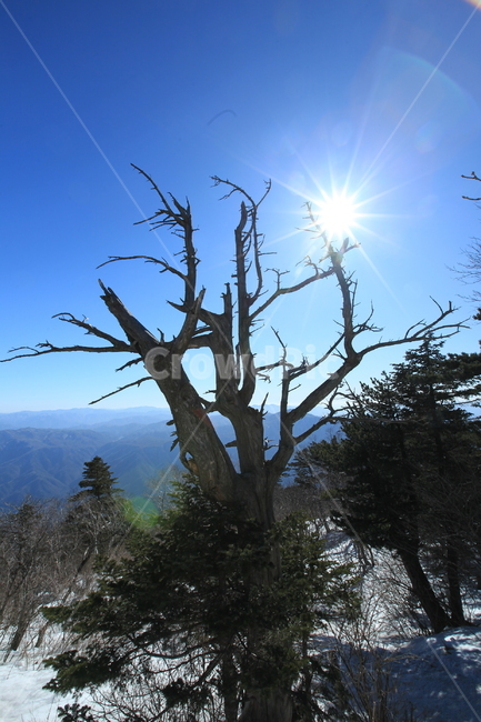 겨울산,겨울산행,등산,설악산,주목,파란하늘,겨울나무