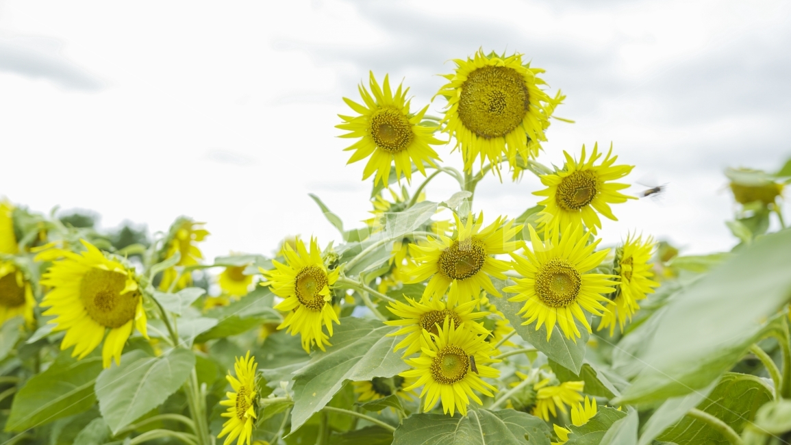 해바라기,자연물,함안,노랑,풀,식물,자연,plants,nature,꽃,flower