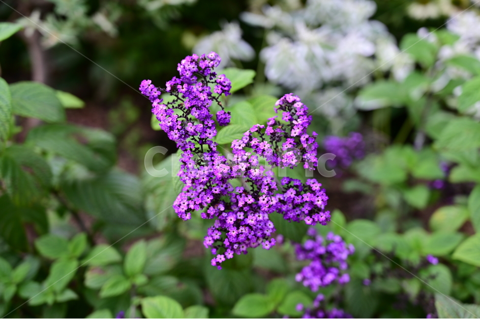 꽃,flower,식물,자연,들꽃