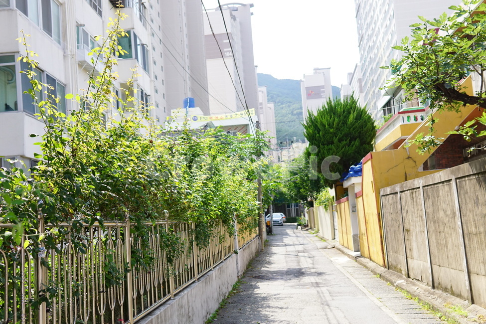 골목,구도,나무,여름,푸른