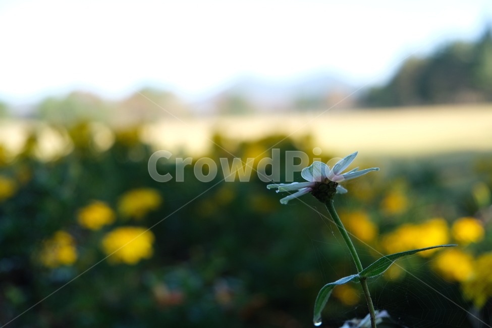 꽃,flower,blossom,데이지,daisy,식물,자연,plants,nature,꽃,flower
