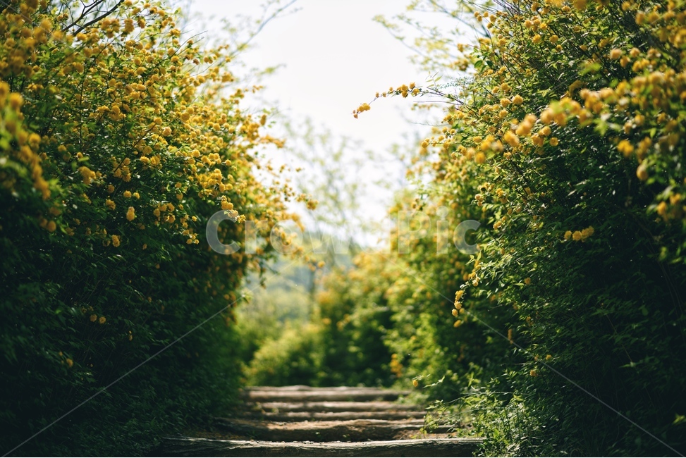 꽃,자연,식물,야생화,황매화,자연,풍경,nature,landscape,path,통로,outdoors,옥외