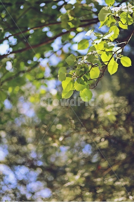 나무,tree,나뭇가지,나뭇잎,leaf,green,nature,park,식물,자연,plants,nature