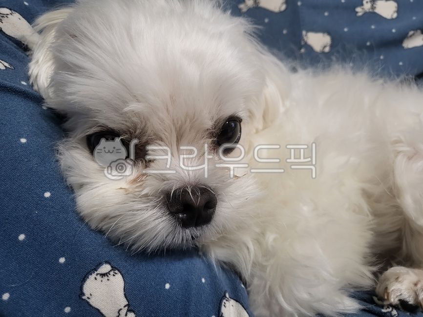 강아지,개,말티즈,반려동물,애완견,멍멍이,댕댕이,동물,dog,mammal,animal,pet,애완동물,puppy