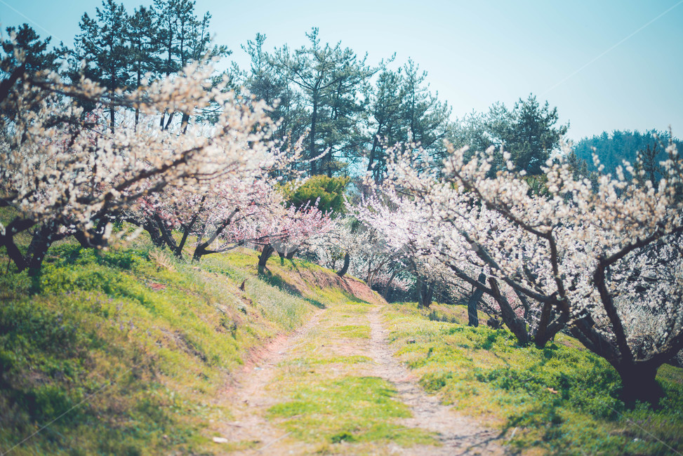 매화나무,매화꽃,꽃,식물,매화,봄,계절,spring,season,자연,풍경,nature,landscape,plant,flower,blossom