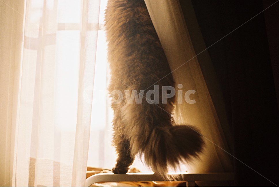 고양이,셀커크렉스,selkirkrex,반려동물,동물,뒷모습,다리,커튼,창문,햇빛,꼬리,실내,cat,curtain,아늑한,어두운,옥탑방,동물,animal,포유류,mammal,고양이,cat,kitten,kitty,감성,sensible,feeling
