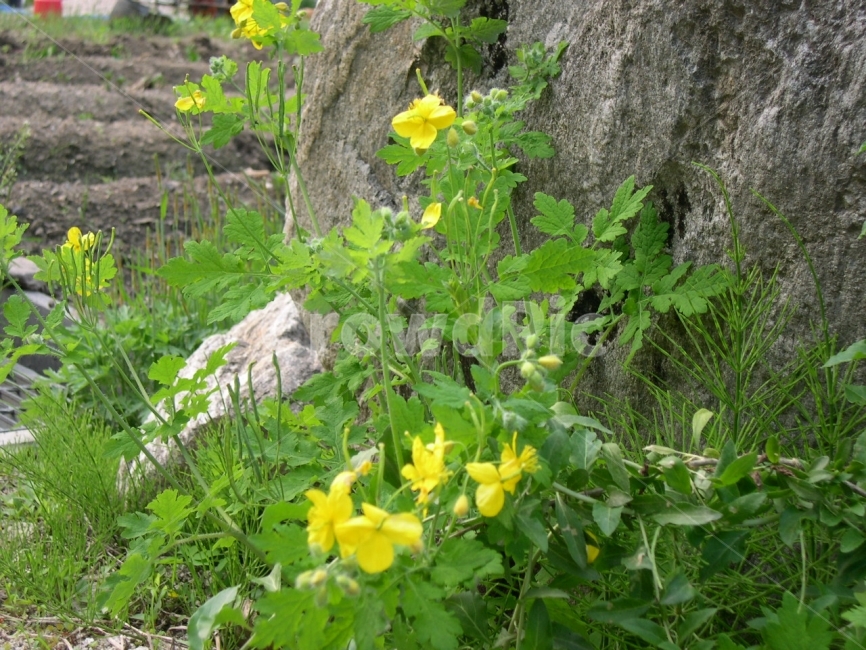 애기똥풀,노란색꽃,약초,자연,노란물,식물,자연,plants,nature,꽃,flower