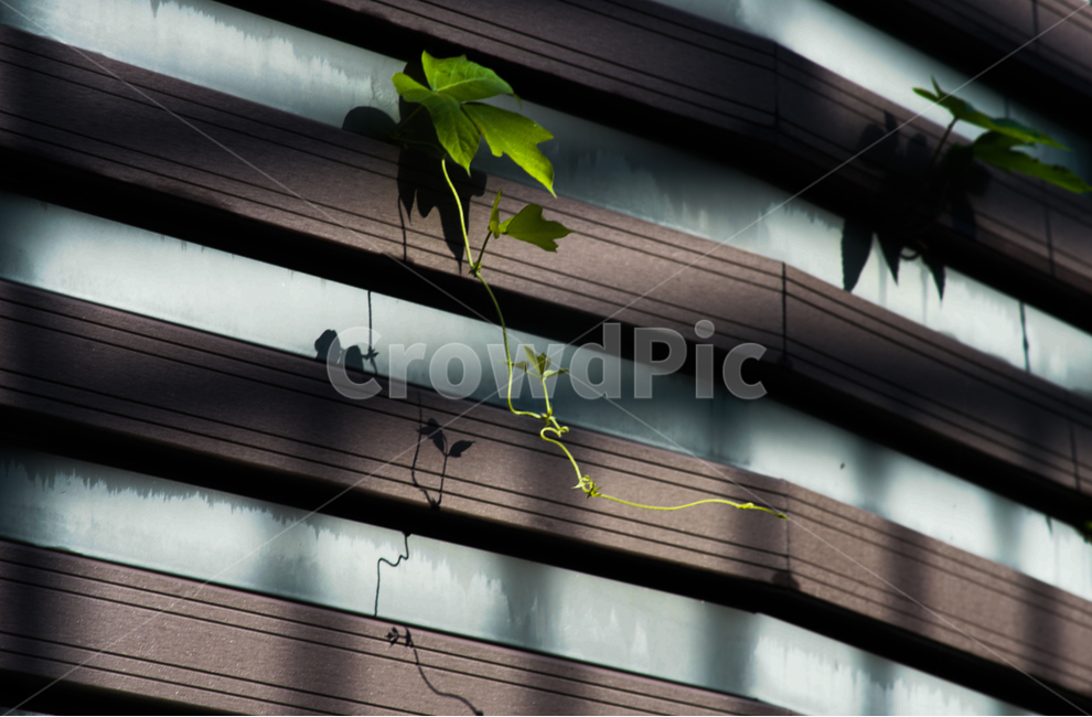 시설,목재,식물,자연,공생,식물,자연,plants,nature