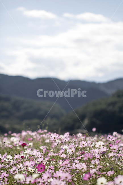 cosmos,sky,clouds,flower field,landscape,scenery,flower,plant,nature,autumn